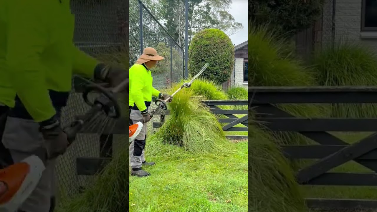 Trimming Long Ornamental Grass with a Pole Hedge Trimmer and Raking it into a Neat Pile