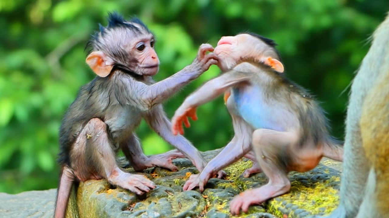 Primate monkey.../Little monkey take care newborn baby.../Beautiful life baby.../Nice clip