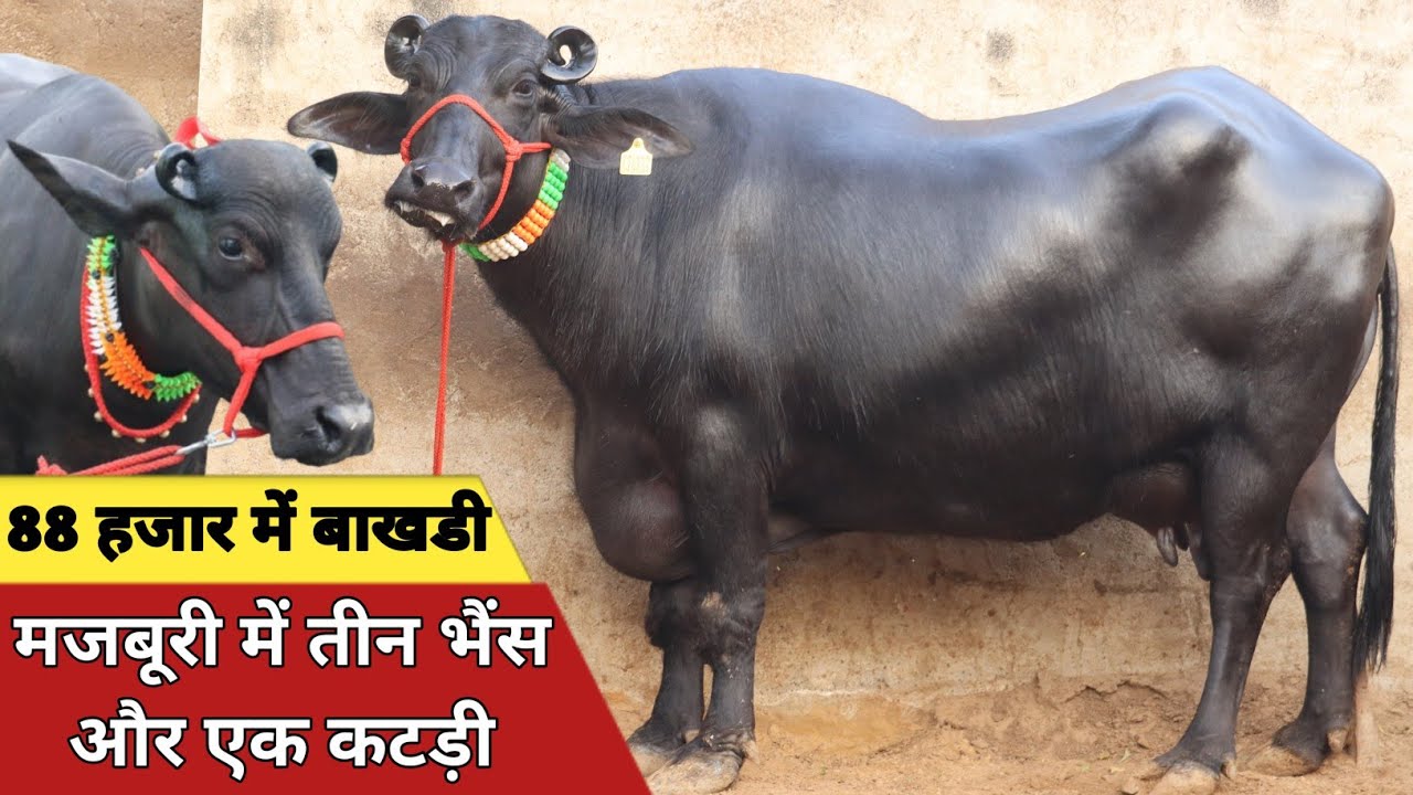 88 हजार में बाखड़ी भैंस, मजबूरी में एक कटड़ी और तीन भैंसे || Jatin Rao Dairy Farm (8750312929)