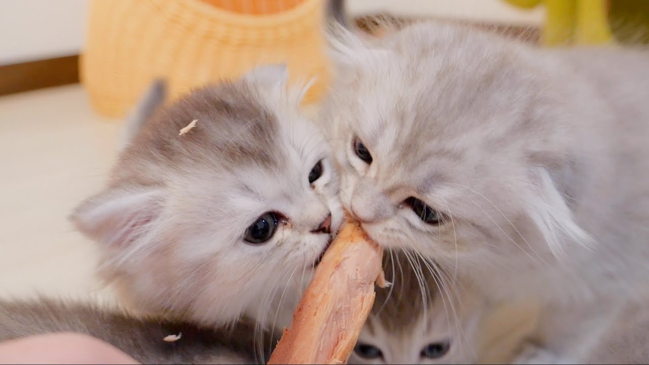 Милый котёнок, который впервые ест скумбуру и покрывается ею.