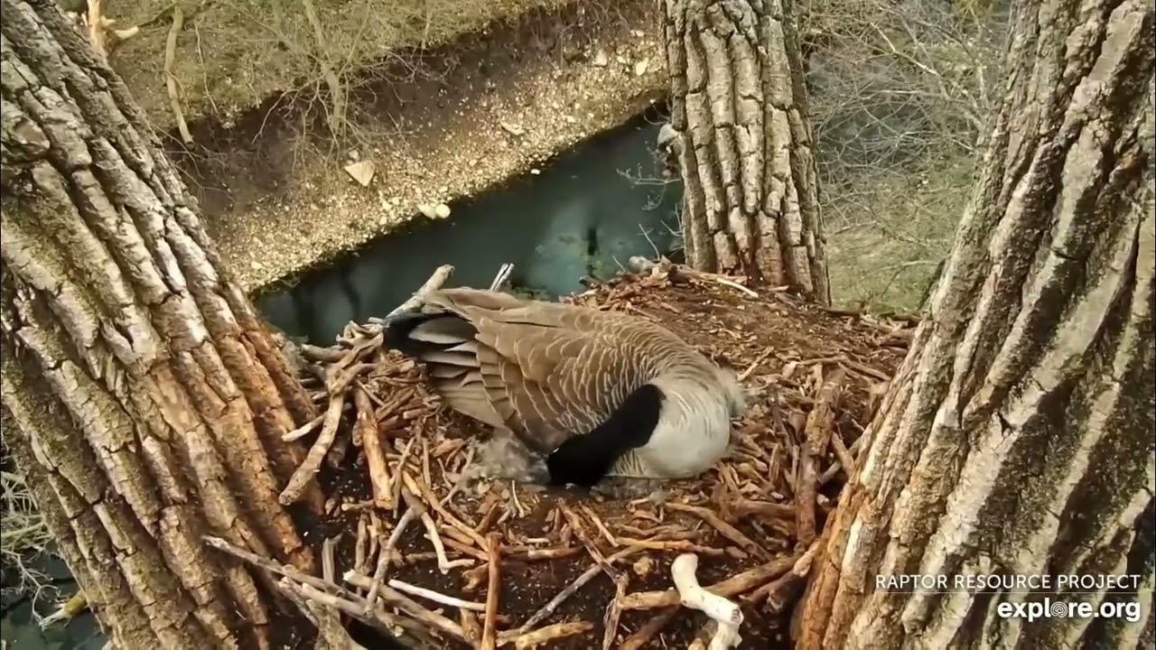 Decorah Goose Cam Momma is not having a good day 04 16 2024