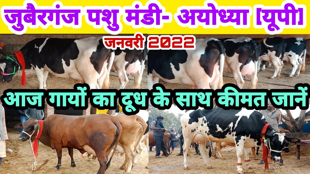 2022में जूबैरगंज पशु मंडी में गायों की दूध के साथ कीमत जानें || jubarganj pashu mela ayodhya up ||