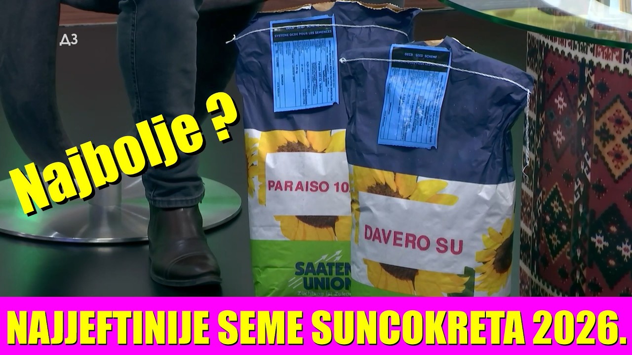 NAJJEFTNIJE SEME SUNCOKRETA ZA SETVU 2026  - i DO DUPLO JEFTINIJE a ODLIČNO !