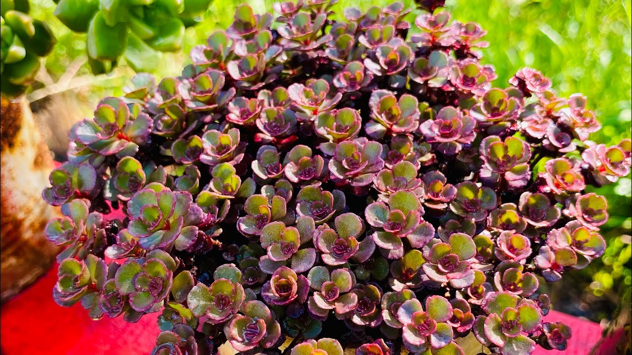 SUCULENTAS MAIS VIÇOSAS/ FAÇA O REPLANTE DE SUAS SUCULENTAS E TENHA PLANTAS LINDAS