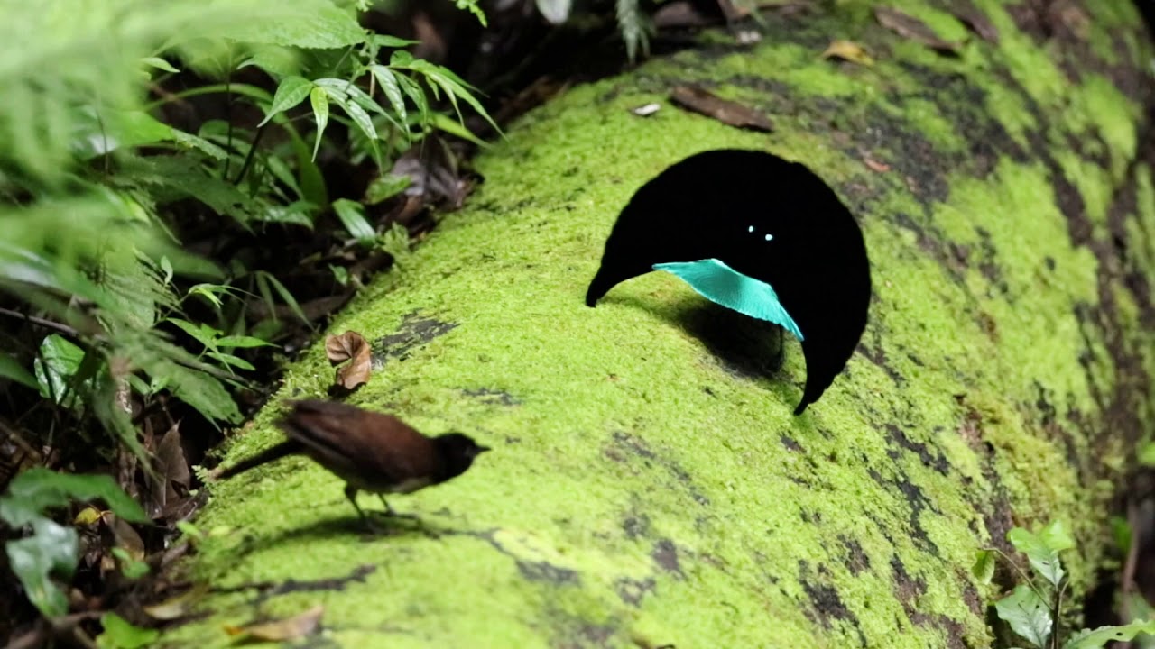 華美極樂鳥 Superb bird of paradise (周台珠拍攝)