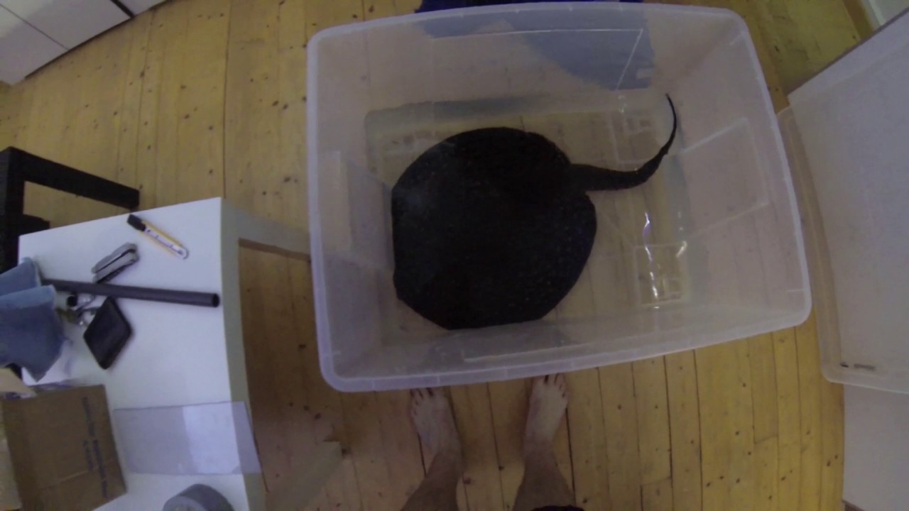 Moving my Potamotrygon castexi to a bigger tank
