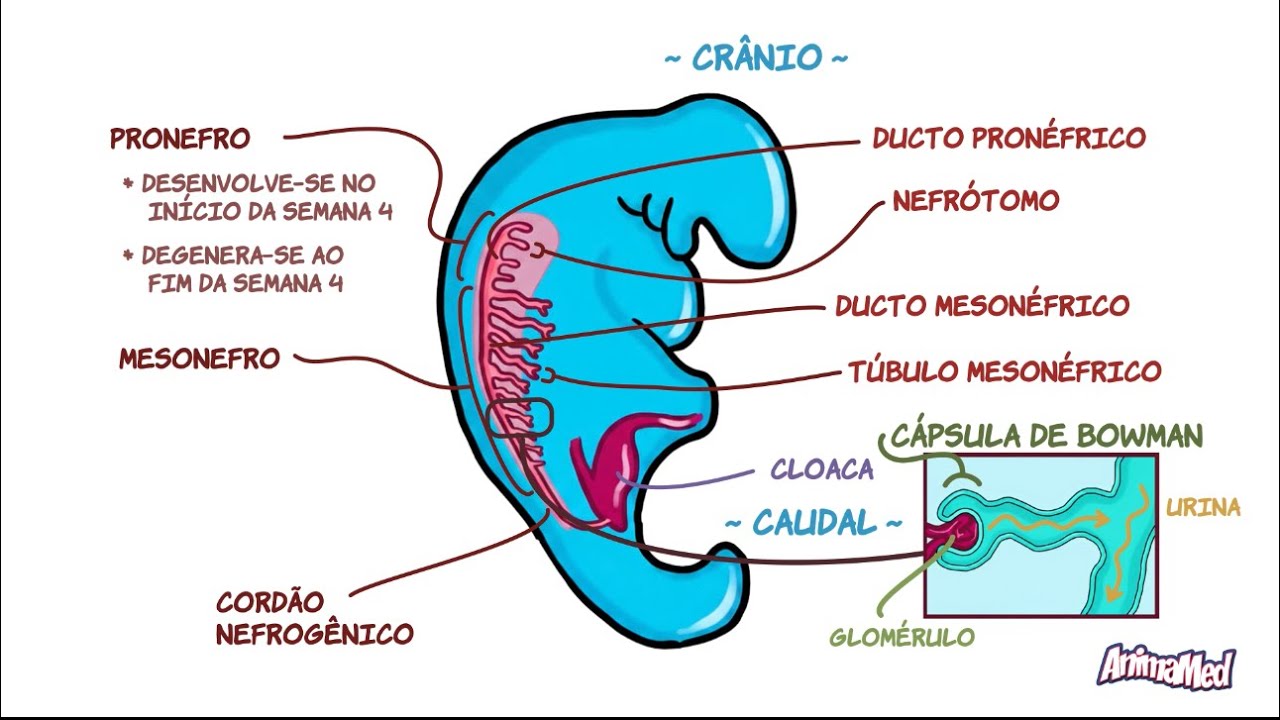 Embriologia do Sistema Excretor | AnimaMED Ciclo Básico