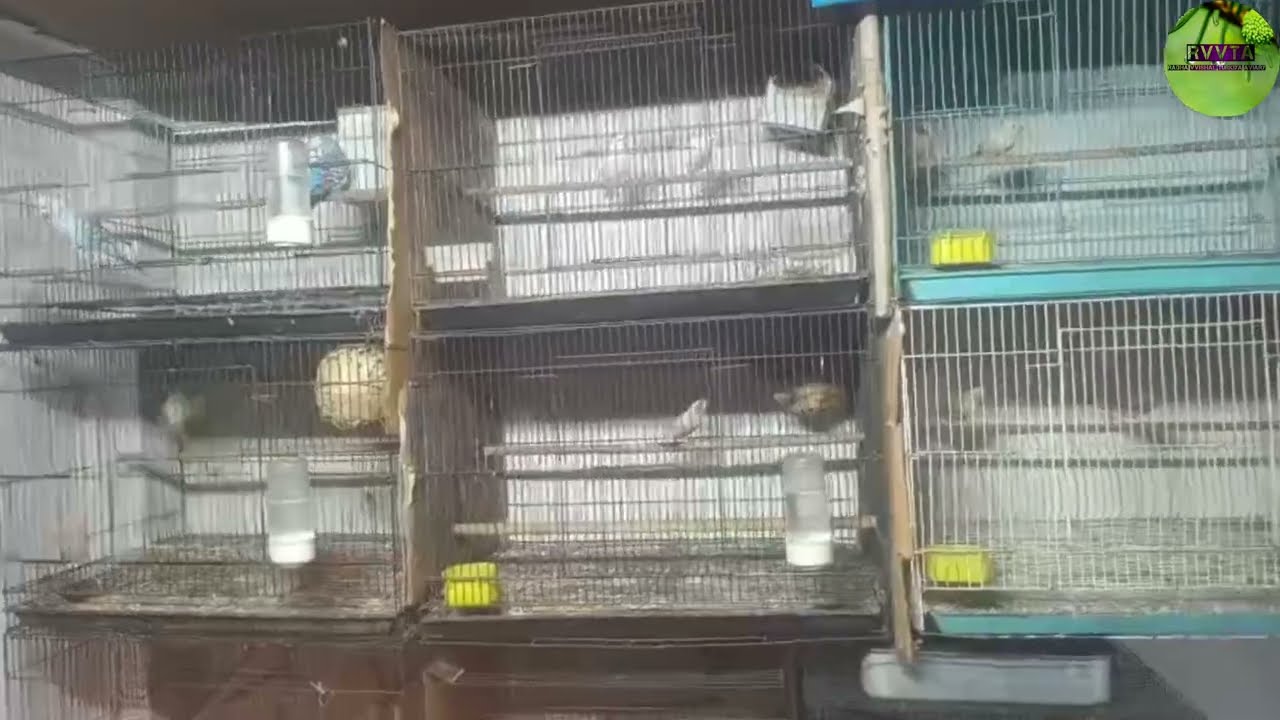 Jumbo finches||Stat finches|| white red eye's java||  all tipe's finches in Delhi 