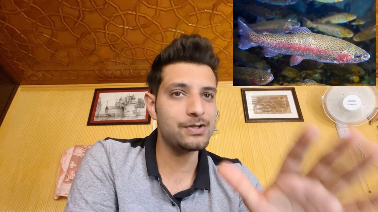 The Dark Reality of Trout Fish in Kashmir | the reality of Trout angling in Kashmir |omarismailvlogs