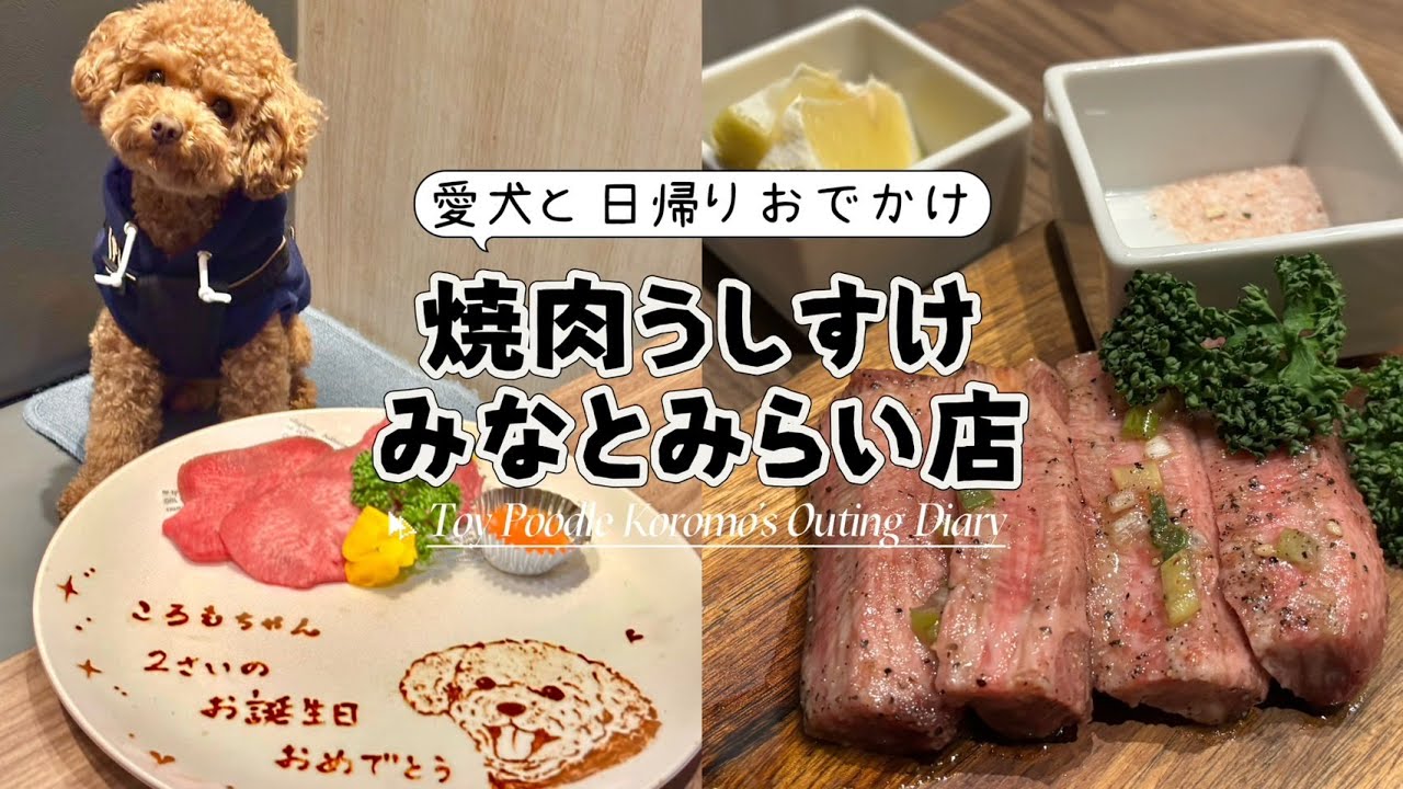 【犬連れ日帰りおでかけ】愛犬と一緒に焼肉＆かわいい似顔絵プレート🍖ころも２歳のお誕生日会🎂＆みなとみらいお散歩🐶