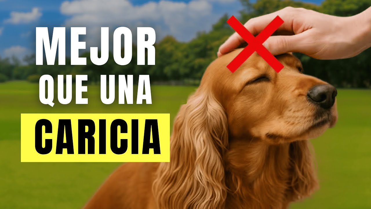 10 COSAS QUE TU PERRO AMA INCLUSO MÁS QUE TUS CARICIAS