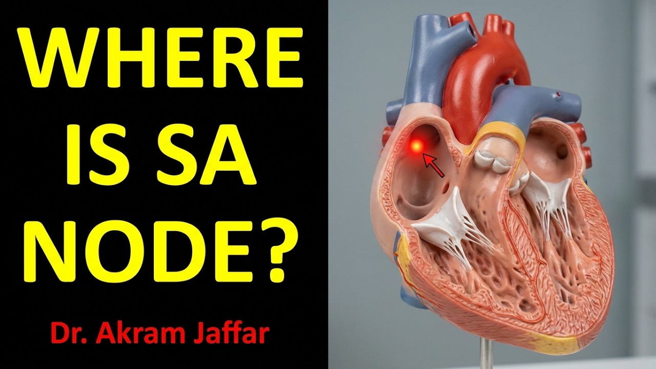 Where is the sinu-atrial (SA) node located?