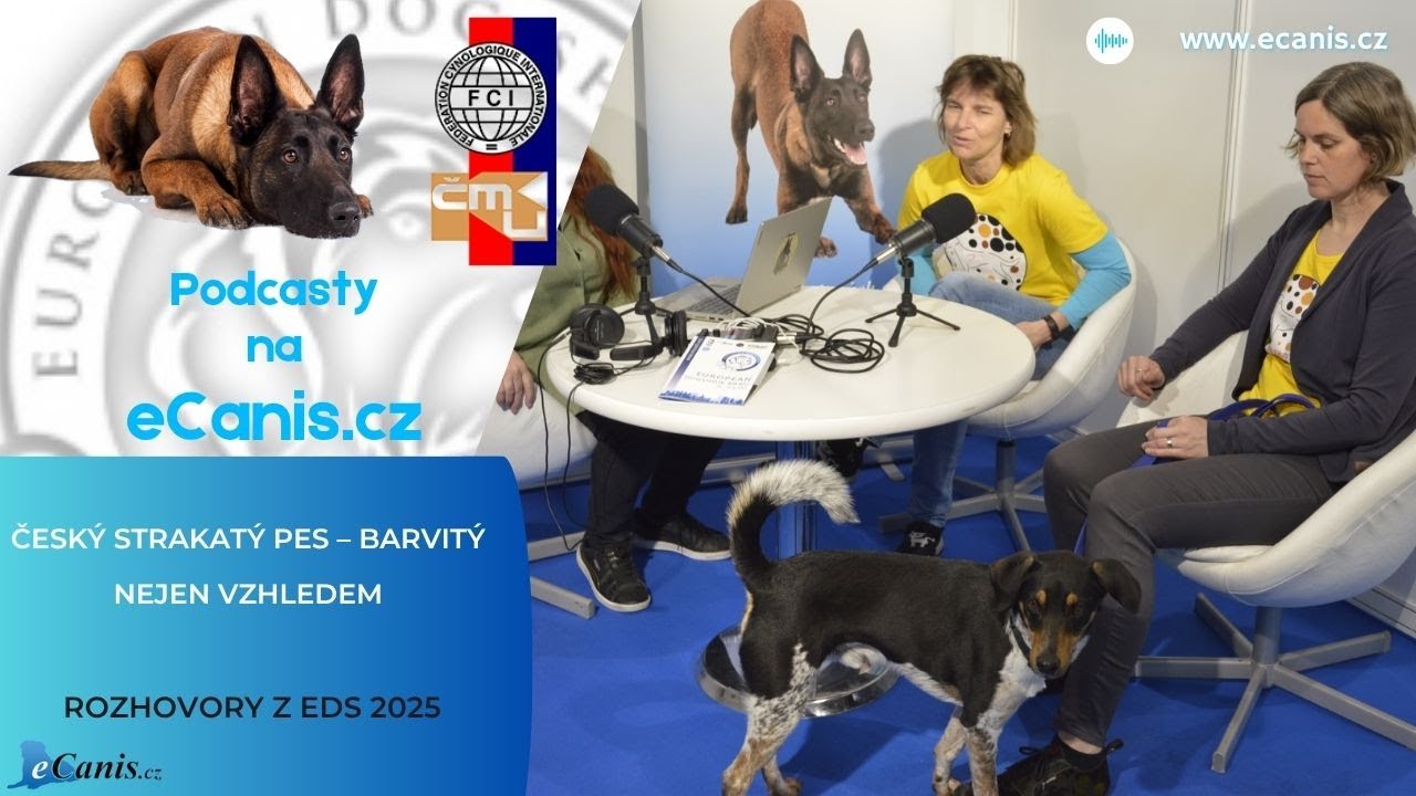 Český strakatý pes – barvitý nejen vzhledem