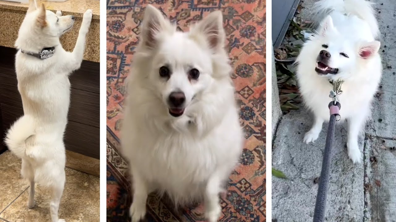 The Best Videos Of American Eskimo Dogs! ~Tiktok Compilation