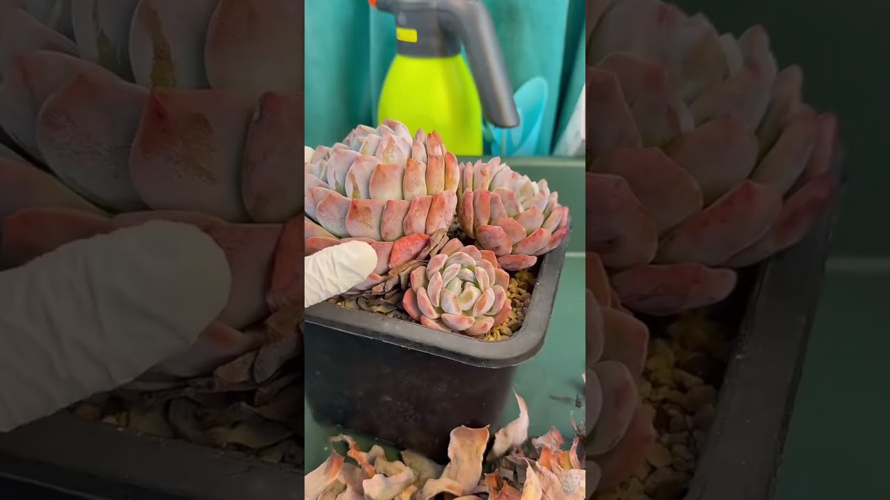 How to Keep Succulents Alive Indoors | Long-Term Care Strategy Explained