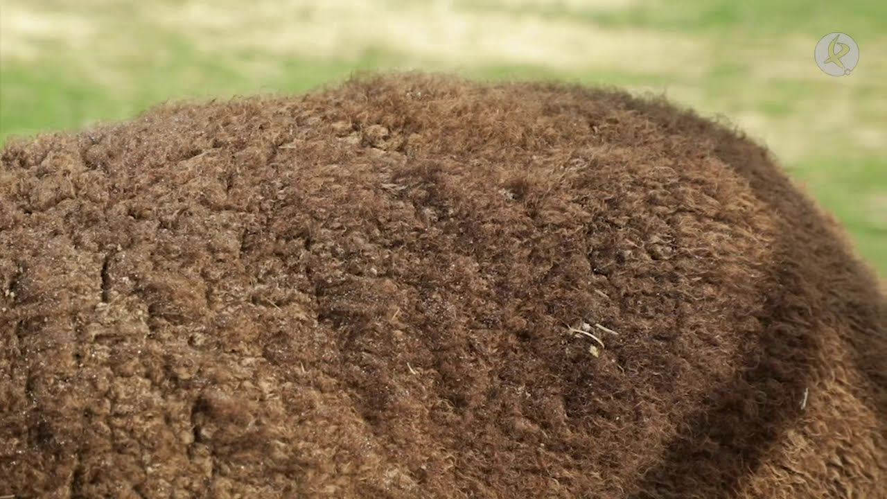 Un tesoro en pleno Parque Natural de Cornalvo | La Besana en Verde