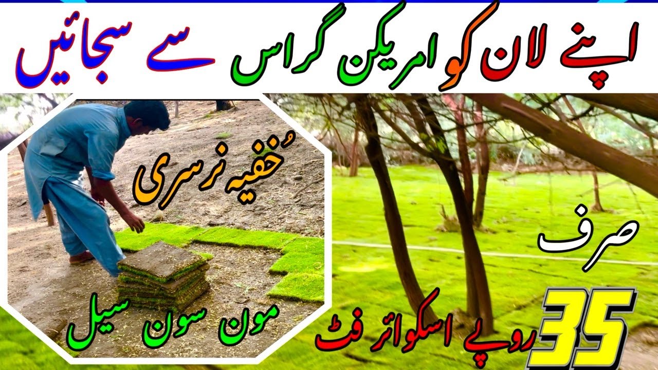 The Best Carpet Grass for Your Lawn