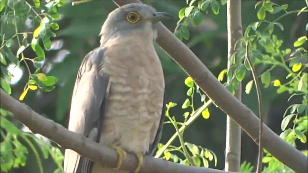 COMMON BIRDS OF CAUVERY DELTA 34
