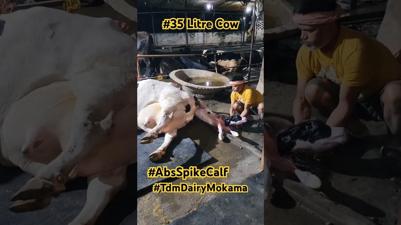 #Abs #spike #tdm #dairy #ytshorts #ytshort #yt #cow #absindia #calf #bull #farming #viralvideo #calf