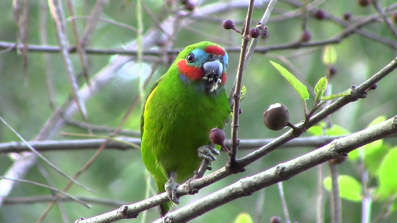 Fig Parrot Feeding
