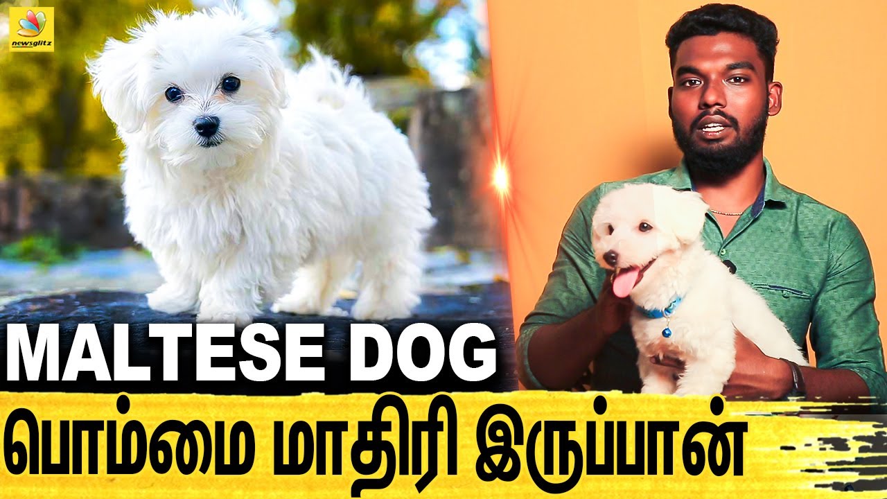 நம்ம மடியிலேயே தான் இருப்பான் : All About Dogs EPISODE - 22 | Maltese Dog | Dogs Lifestyle
