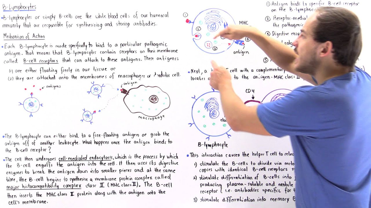 Mechanism of B-Lymphocytes