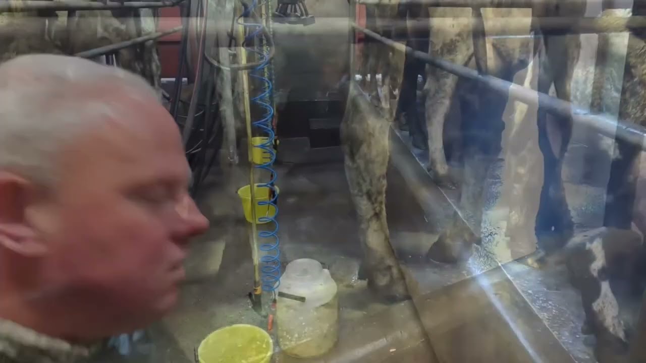 CALIFORNIAN MILK TEST, A GOOD TOOL FOR THE BATTLE AGAINST SCC AND MASTITIS