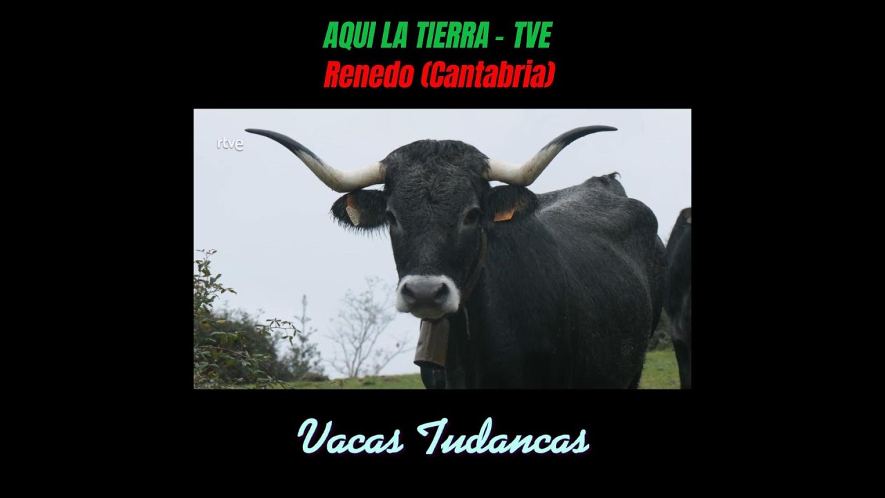 VACAS TUDANCAS en RENEDO (Cantabria) - AQUI LA TIERRA