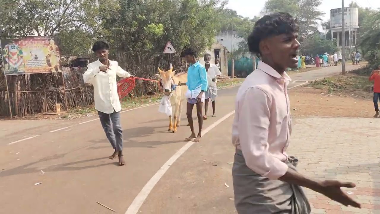 எங்க ஊர் #பெரியஅம்மச்சிபட்டி #பொங்கல்திருவிழா மஞ்சுவிரட்டு 