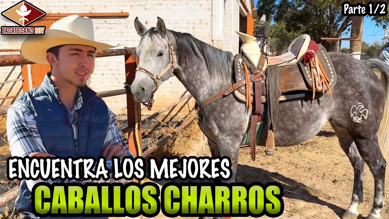 LOS CABALLOS CHARROS SON UN LUJO que pocos se pueden dar