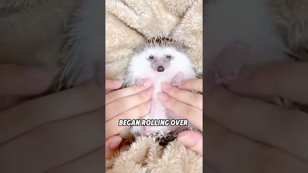 🦔❤️ SPIKEY WIRE TRAP!🙏😭 CAN GIRL SAVE HEDGEHOG?🆘🙈 #animals #rescue  #sad #shorts #lovestory