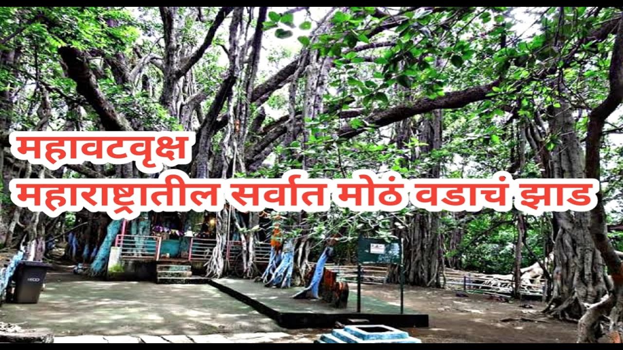 महावटवृक्ष पेमगिरी | Biggest Banyan Tree in Maharashtra | Pemgiri | Sangamner