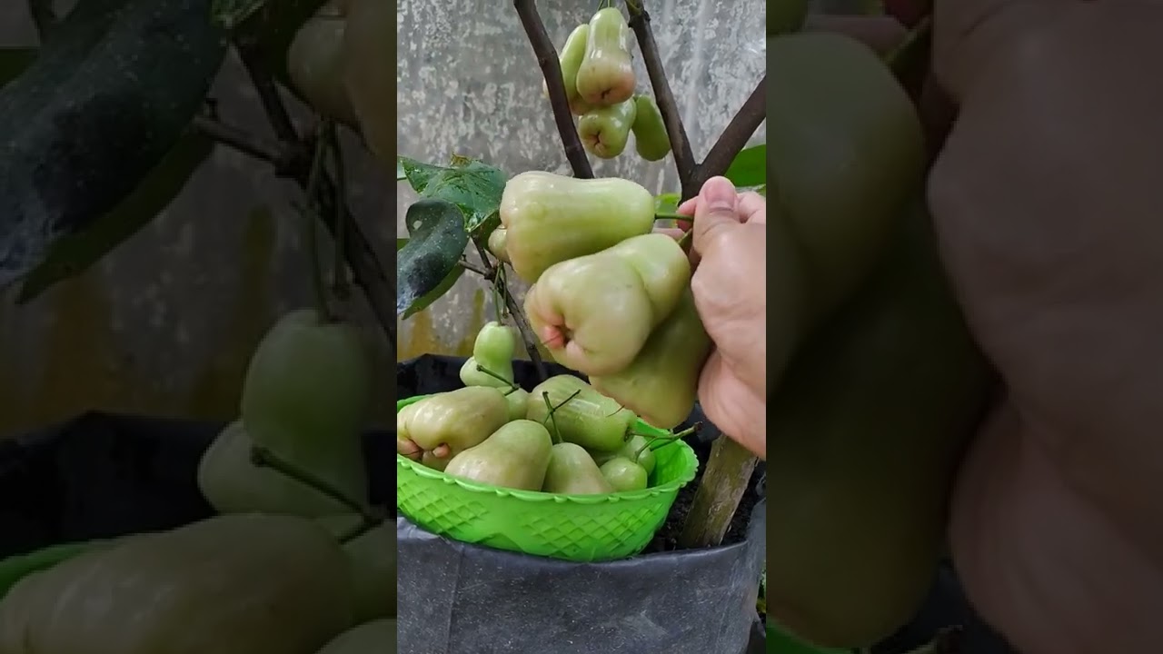 Panen jambu madu Deli#shorts #jambuair