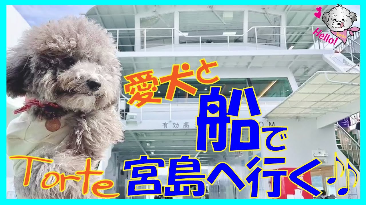 【犬と旅行】神々の宿る島へ愛犬トルテと初めての船に乗って世界文化遺産・広島・宮島・厳島神社へGO🎶大人気の広島風お好み焼店情報や最後おまけあり★（トイプードルのTorte channe)