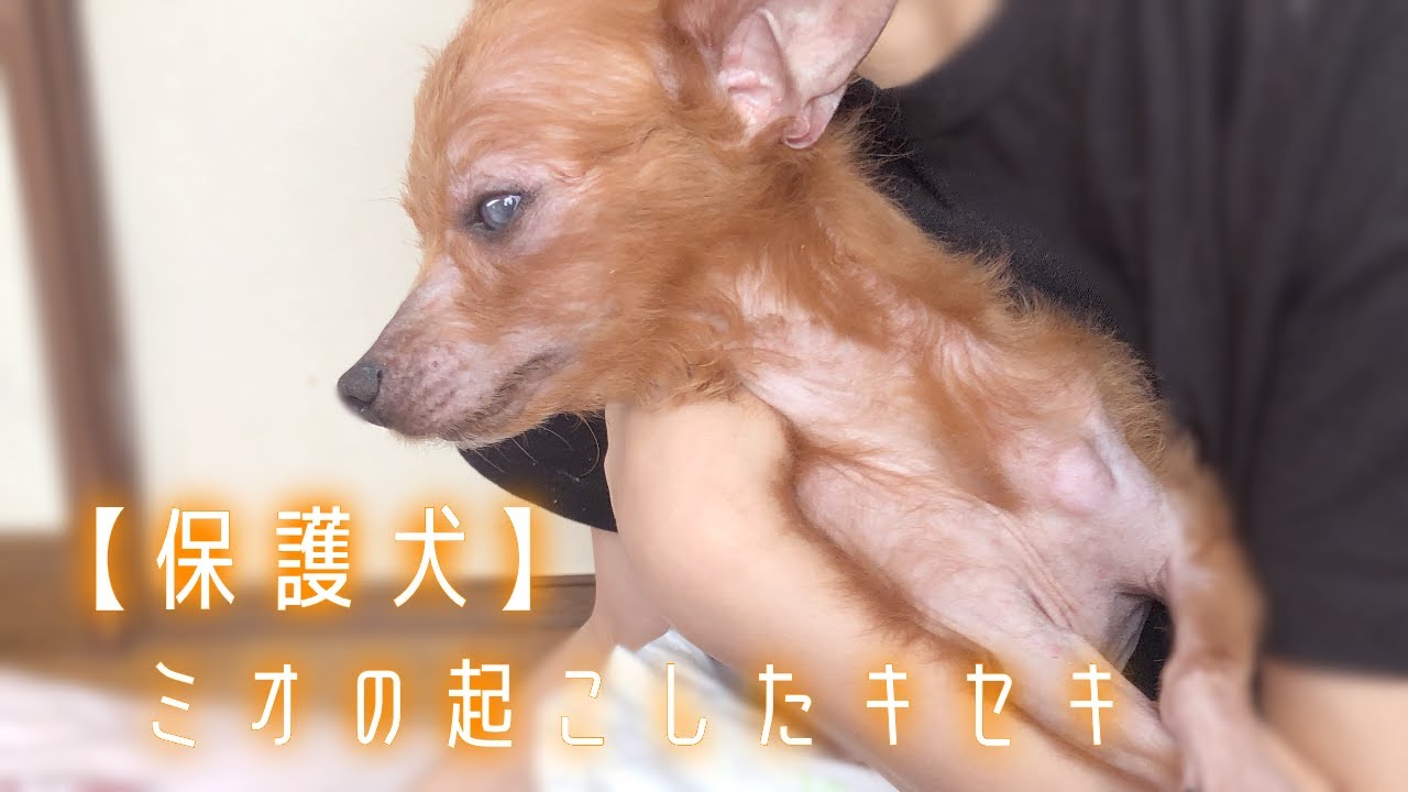 【保護犬預かりvlog】ミオ、奇跡をありがとう・・・