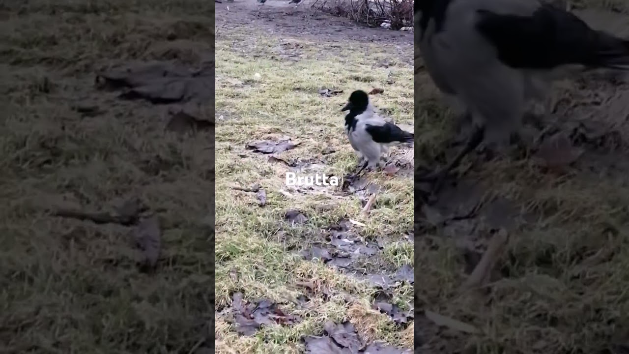 Самочка просит самца наказать конкурентов #вороны / Female crow demands to punish her rivals