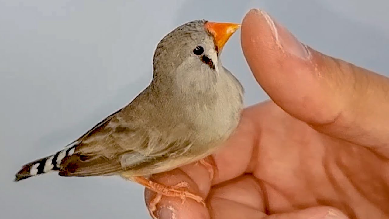 اسهل طريقة لترويض انثى طائر الزيبرا فينش عصفور الجنة