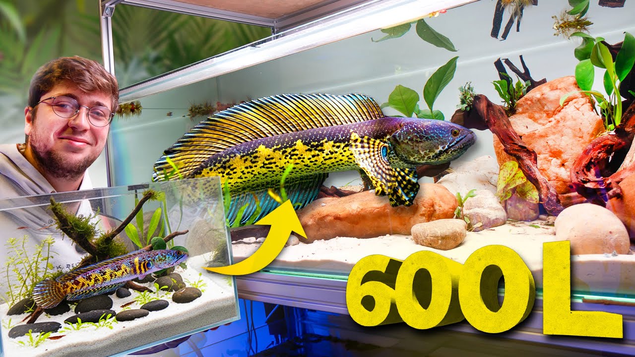 On déplace nos Prédateurs dans un aquarium de 600L ! (Channa Aurantimaculata)
