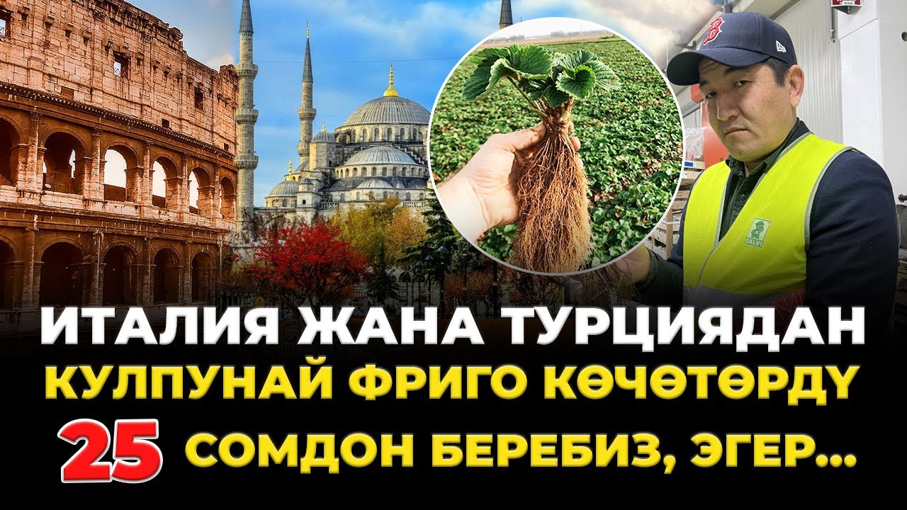 ФРИГО же КАССЕТА көчөттөр, КАЙСЫНЫСЫ жакшы ТҮШҮМ берет?