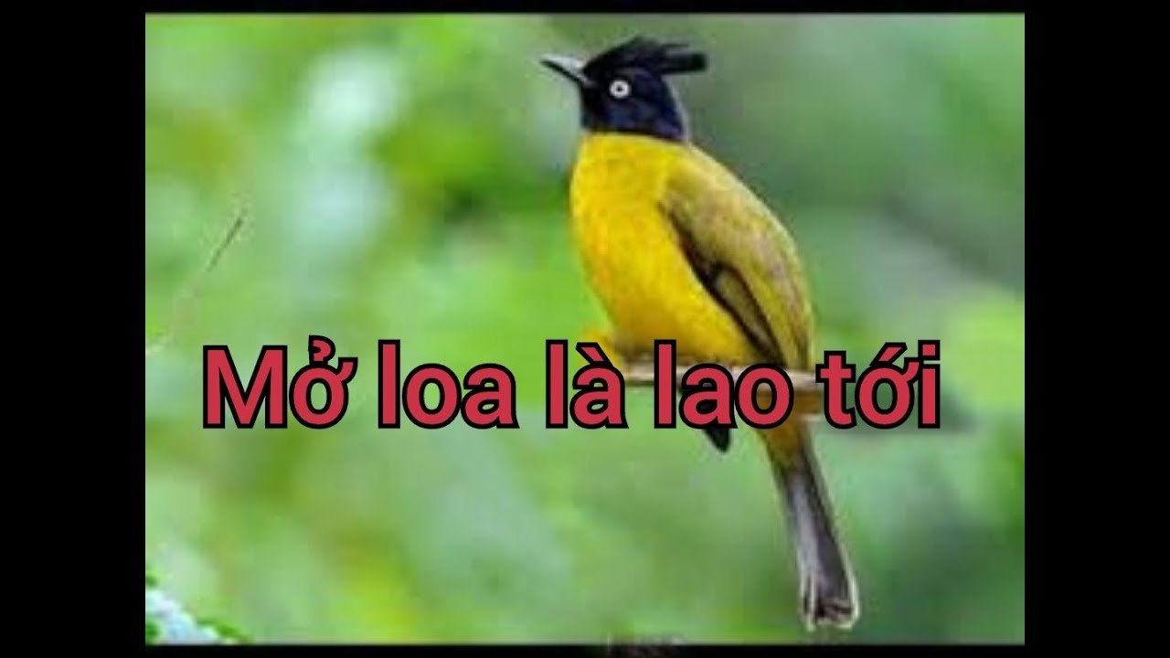 Tiếng chào mào núi mồi