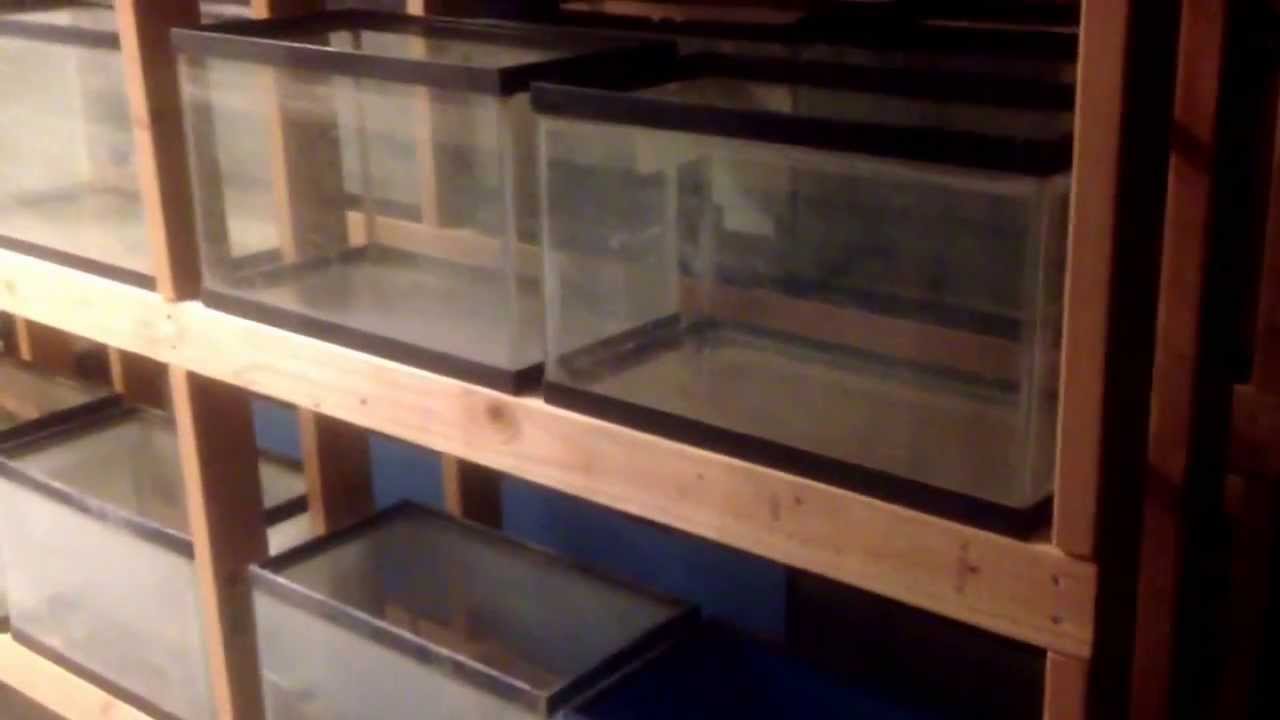 Fish room build day 1. Thank you to KG Tropicals.