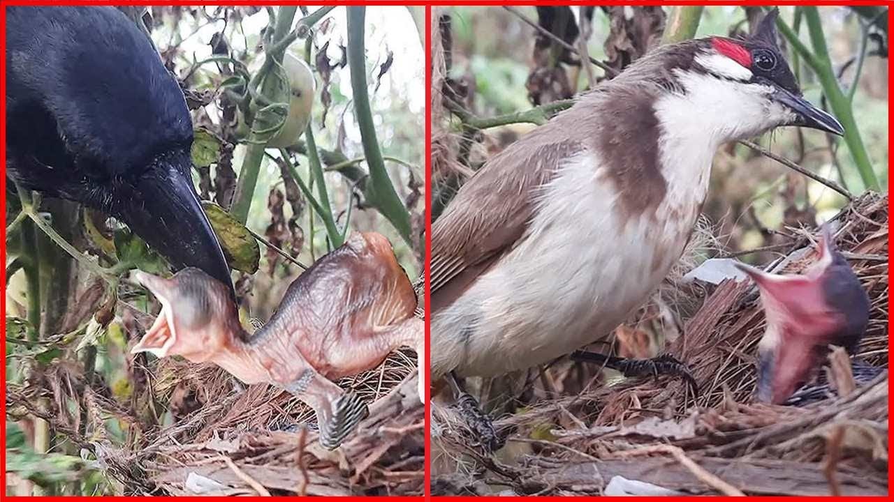 Dejected Mother Search's for Stolen Baby bird in Nest || Crow Attack | bulbul Bird Video | Bird Nest