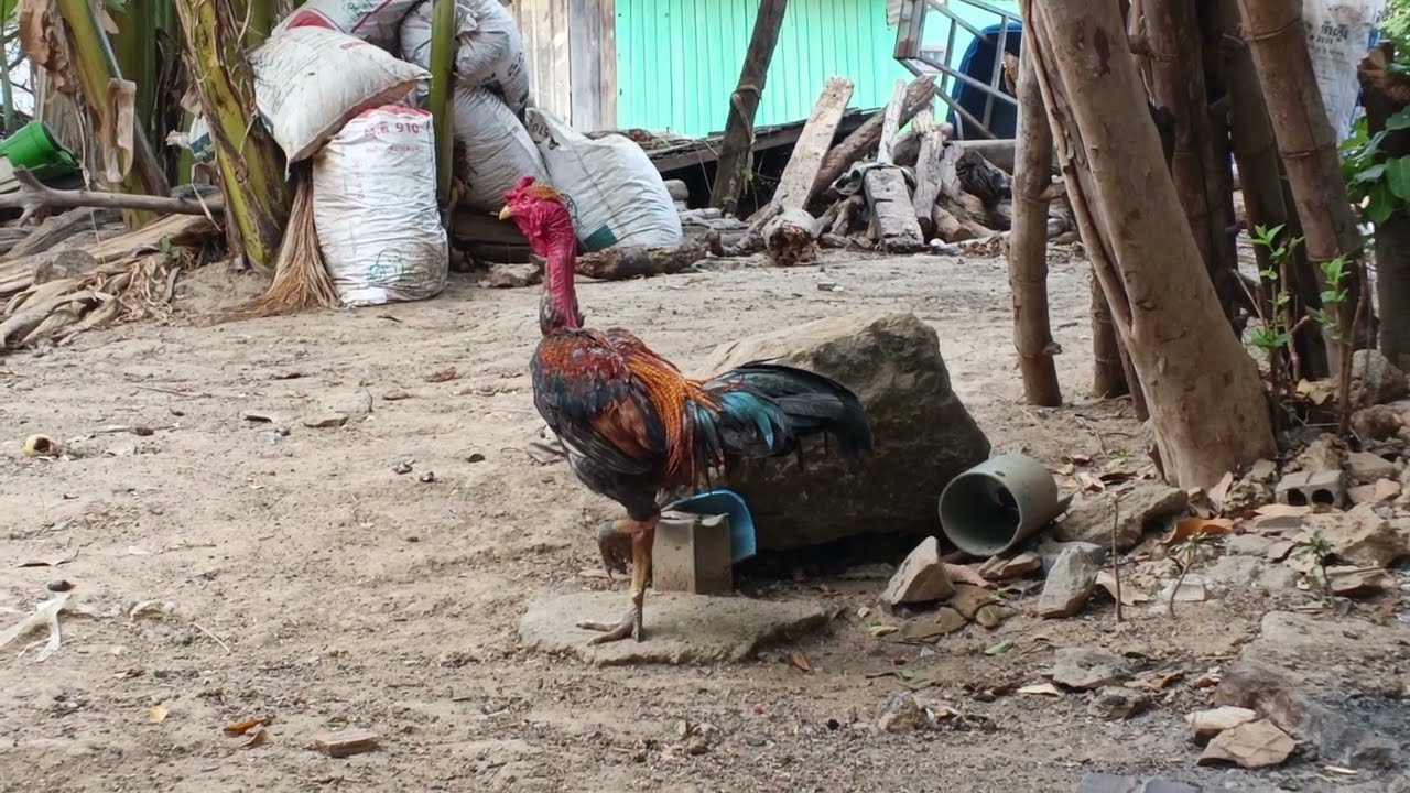 Top chickens of the house