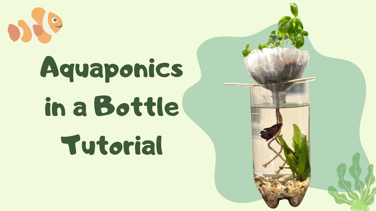 Aquaponics in a Bottle Tutorial