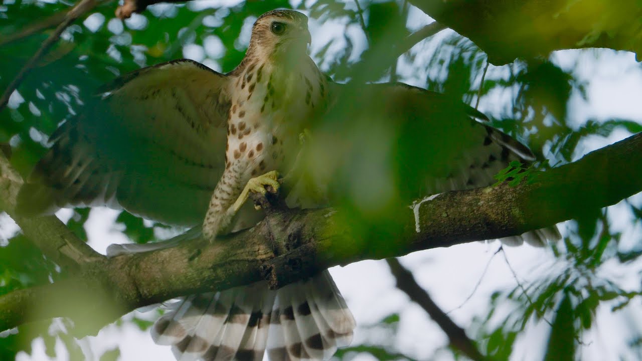 Crested Goshawk in 4k. GH5s