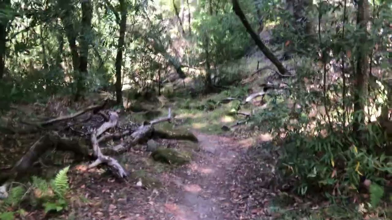 Forest Stream nature walk....