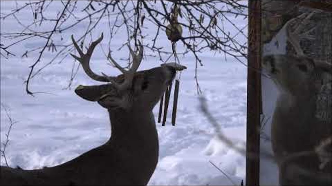 Rescue Deer Licks Wind Chimes || ViralHog