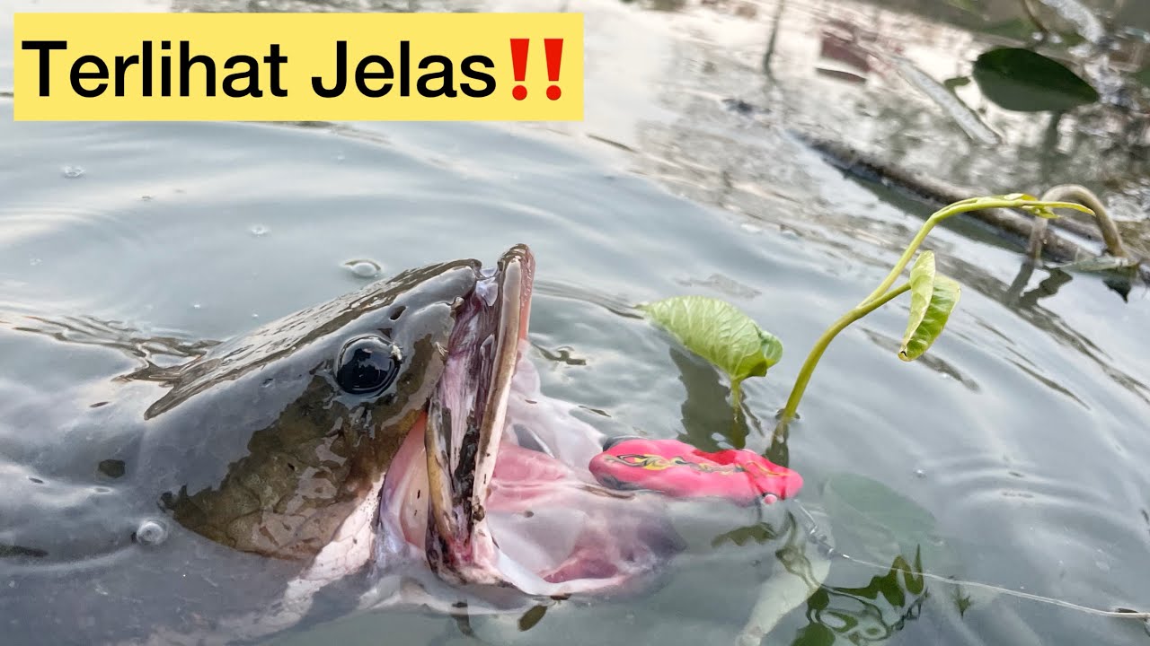 SAAT CASTING IKAN GABUS MELIHAT PENAMPAKAN IKAN MONSTER DI HABITAT LIAR