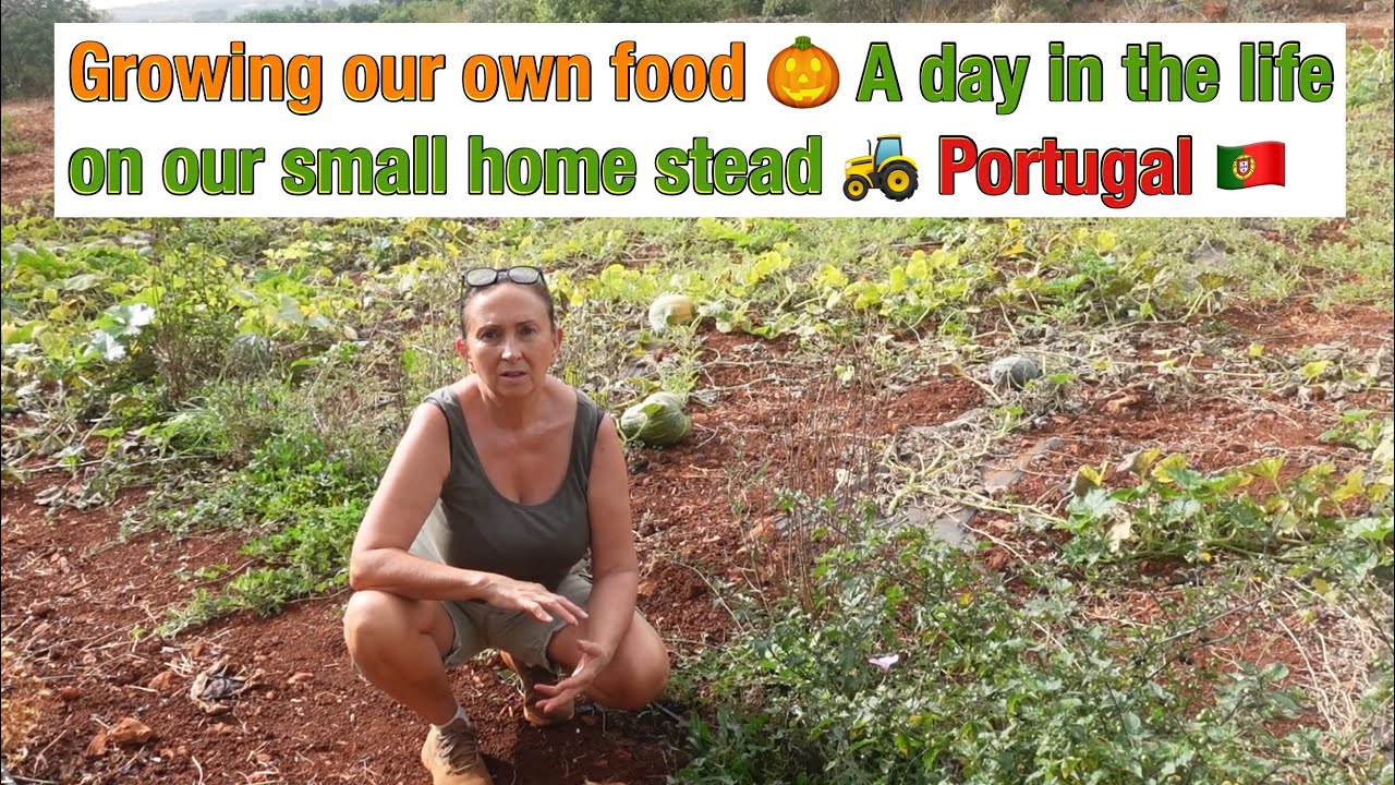 Growing our own food🎃a day in the life on our small homestead 🚜 Portugal 🇵🇹