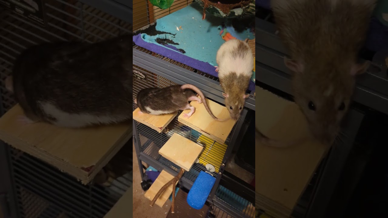 it's free roam time #cute #petrats #rat #cuterats #pet